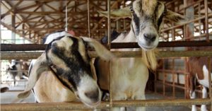 Wujud Kambing lucu di Hay Dairies, Kranji Countryside